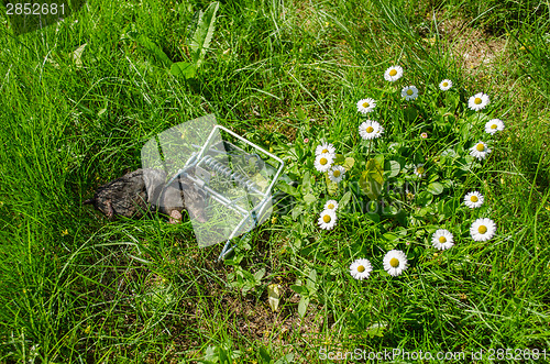 Image of dead mole in the grip traps in the meadow 