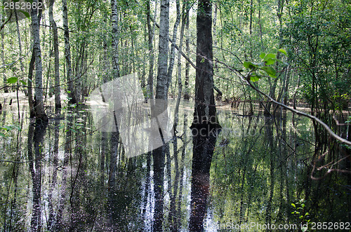 Image of birch trunk halfway flooded spring flood water 