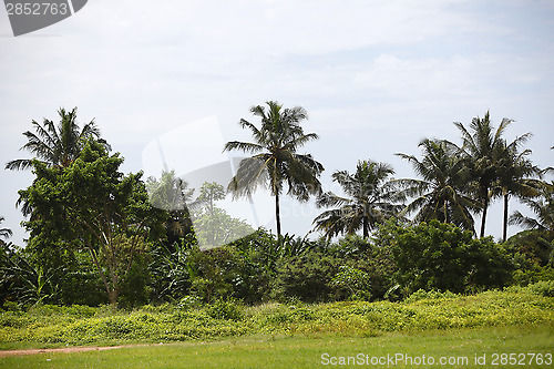 Image of Beautiful palm trees 