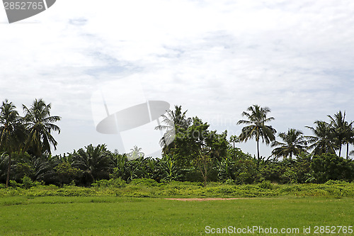 Image of Beautiful palm trees 