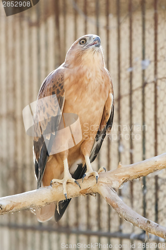 Image of Bird of prey in Tozeur Zoo