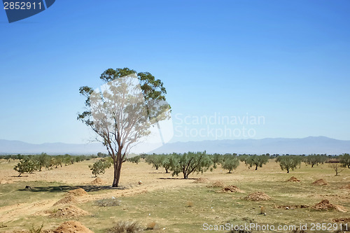 Image of Trees in Sahara