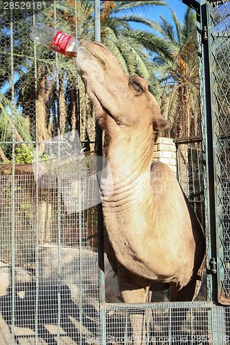 Image of Camel drinking cola in Tozeur Zoo