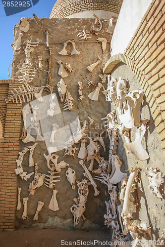 Image of Display of animal bones in Tozeur Zoo