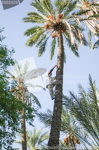 Image of Man climbing on date palm tree at oasis