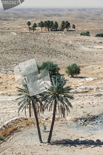 Image of Palm trees in desert Sahara