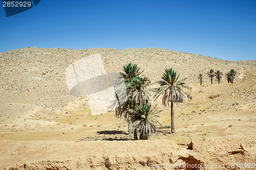 Image of Dunes in Sahara desert