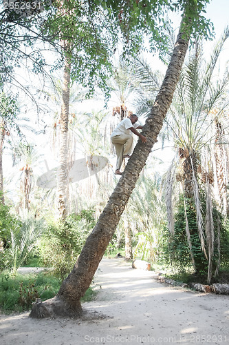 Image of Old man climbing on palm tree in Tozeur oasis