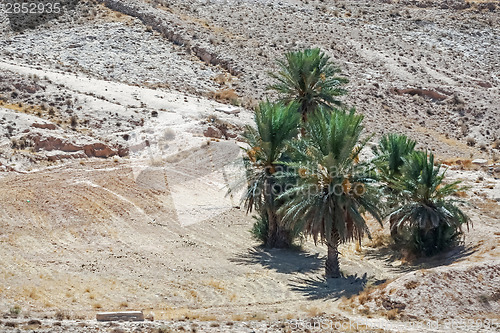 Image of Palm trees in Sahara desert