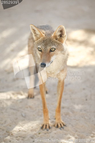 Image of Jackal in Tozeur Zoo