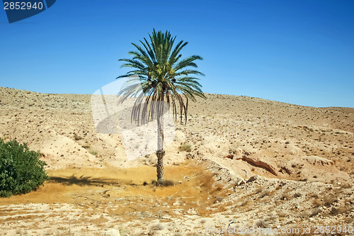 Image of Palm tree in Sahara