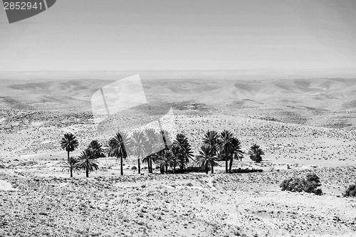 Image of Small oasis near Tozeur in Sahara black and white