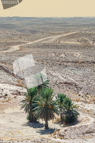 Image of Palm trees in Sahara 