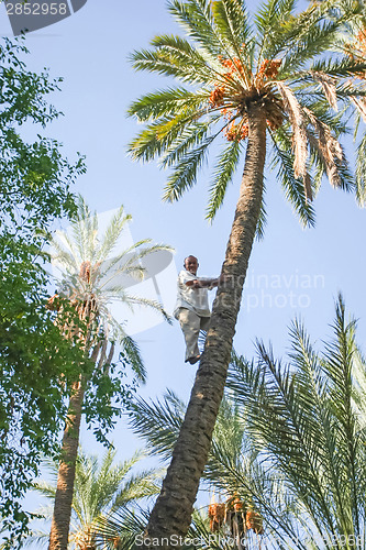 Image of Man climbing on palm tree at oasis