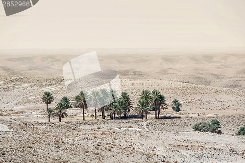 Image of Small oasis near Tozeur in Sahara