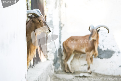 Image of Wild goats in Tozeur Zoo