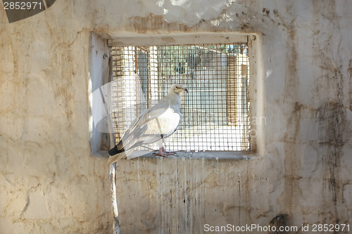 Image of Bird of prey kept in Tozeur Zoo