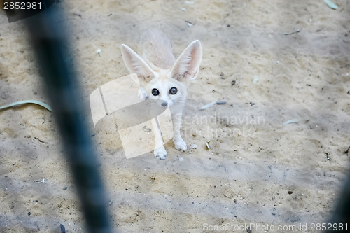 Image of Desert fox in Zoo
