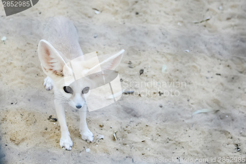 Image of Fennec fox in Tozeur Zoo