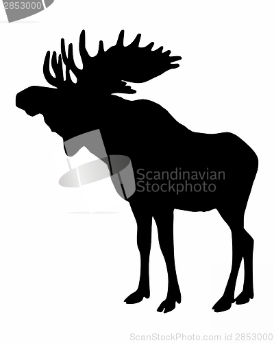 Image of Moose