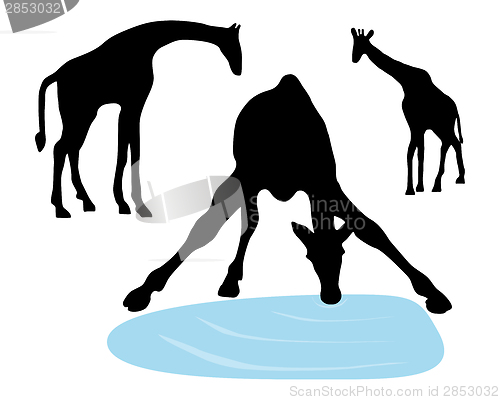 Image of Detailed and isolated illustration of giraffes drinking