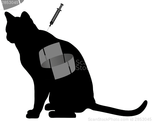 Image of Cat vaccination