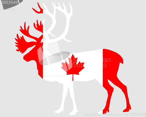 Image of Canadian caribou