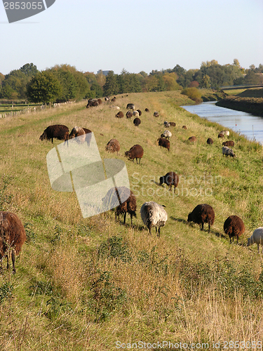 Image of Heidschnucken graze at dike in the north of Germany