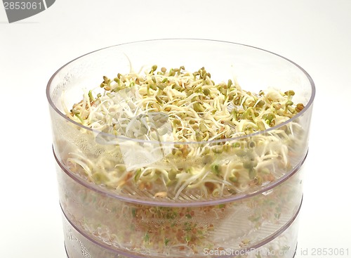 Image of Jar with sprouting vegetable