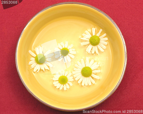 Image of Camomile blooms swim in the water of a  ceramic bowl
