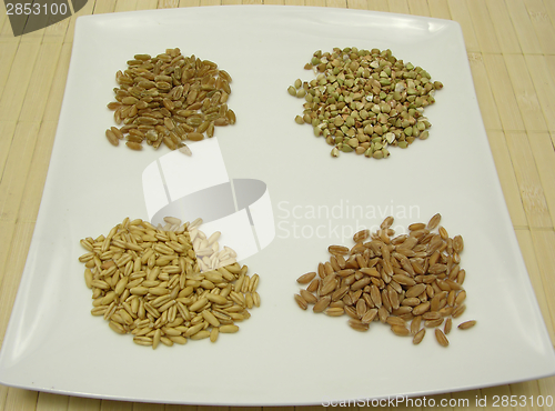 Image of Four different grains on a white plate 