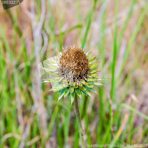 Image of Thistle flower in the meadows. Onopordum Acanthium. Spiky plant 