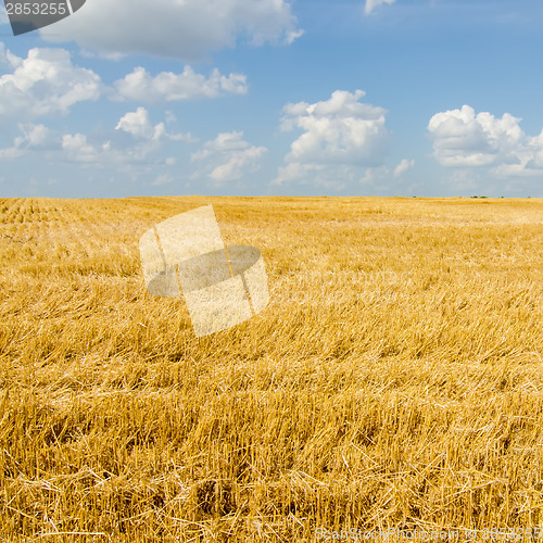 Image of harvest ready farm field with blue sky