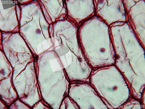 Image of Onion epidermus micrograph