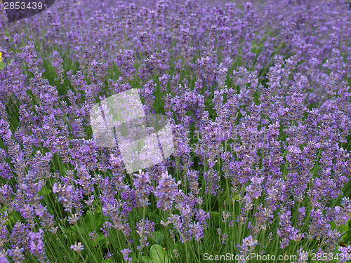 Image of Lavender flowers