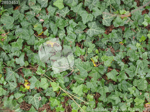 Image of Ivy leaves