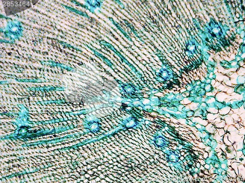 Image of Pine Wood micrograph