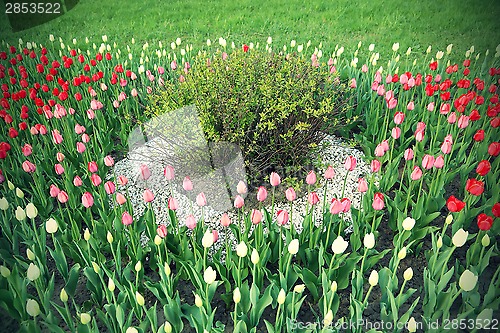 Image of Spring tulips flowerbed and bush