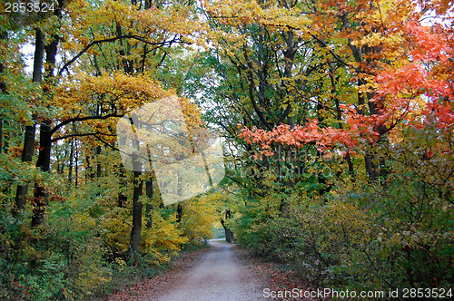 Image of Forest Road