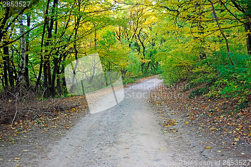 Image of Forest Road