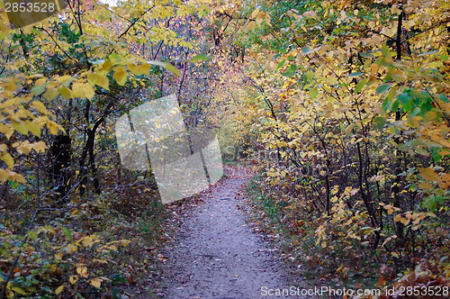 Image of Forest