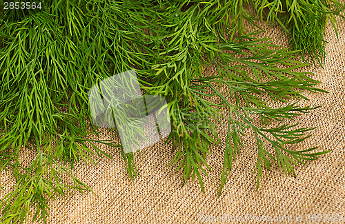 Image of Green dill on the rough fabric as the background