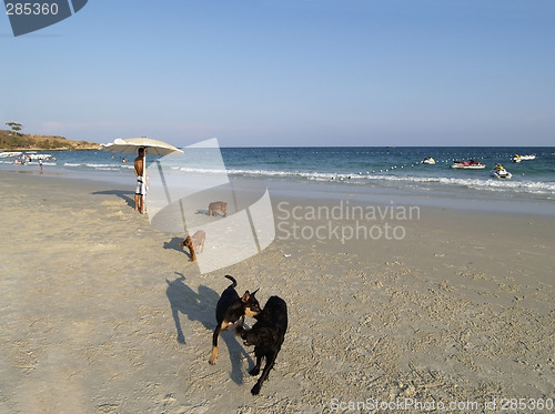 Image of Dogs on the beach