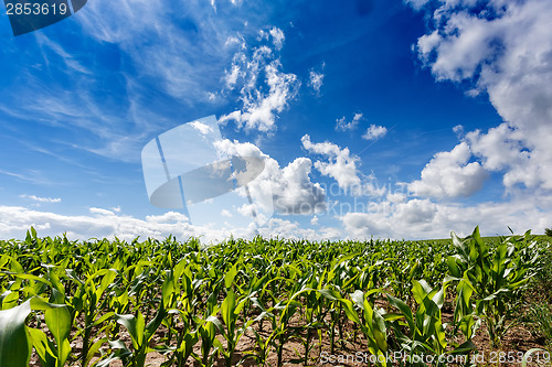 Image of green field of corn growing up