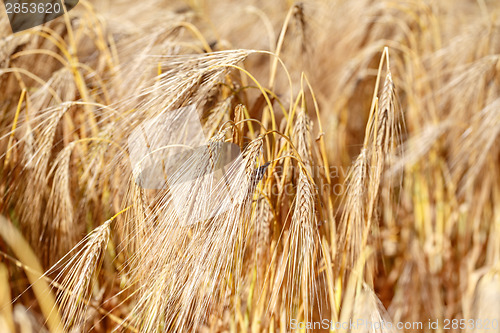 Image of detail of wheat field