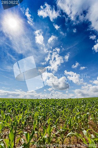 Image of green field of corn growing up