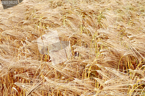 Image of detail of wheat field