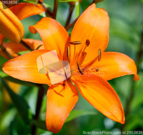 Image of Detail of flowering orange lily