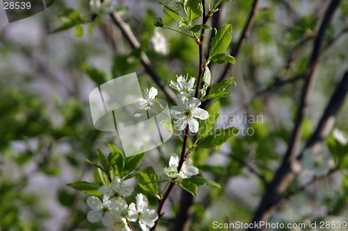 Image of plum-tree blossom