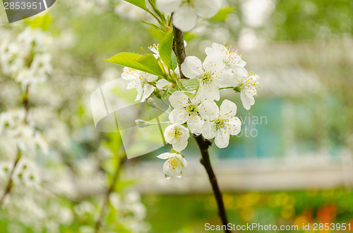 Image of apple tree branch with white flowers drops of rain 